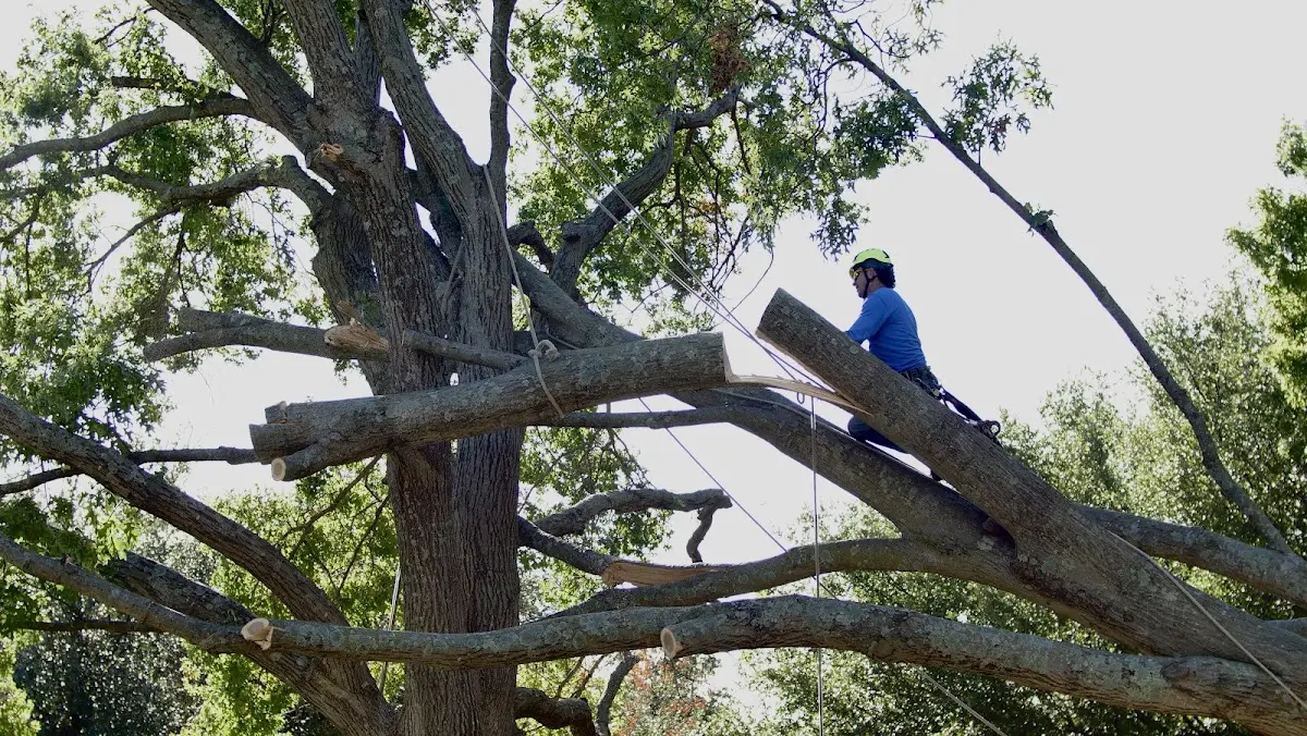 Professional Crown Thinning performed by certified arborists in Petrolia
