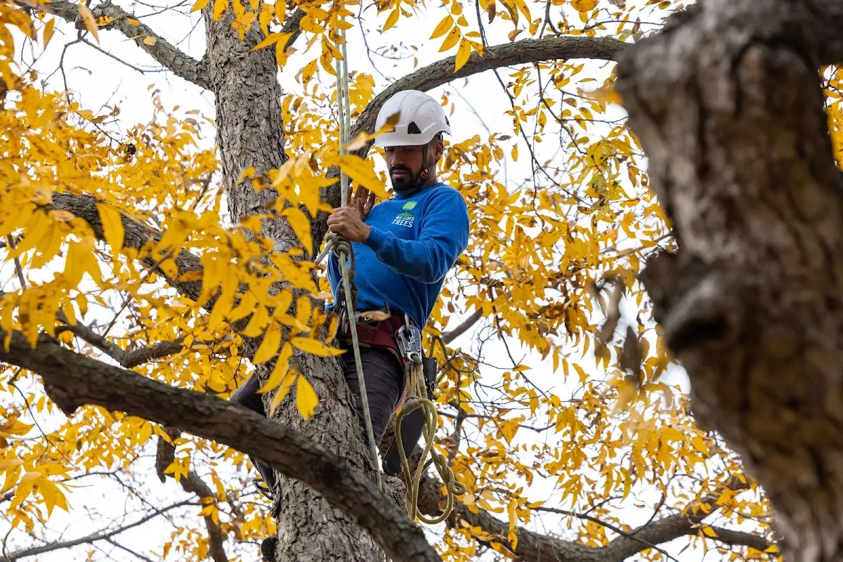 Skilled Tree Pruning crew working in Petrolia