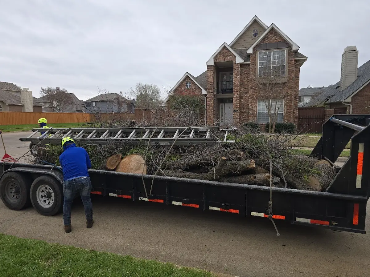 Expert Tree Removal with proper safety equipment in Petrolia